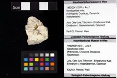 Foto (Objket + Etiketten) von Mundopsidae indet. 